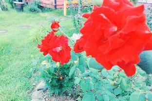 Outdoor Pictures 15
