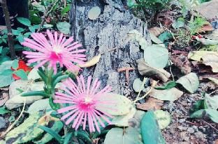 Outdoor Pictures 17