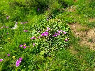 Outdoor Pictures 15