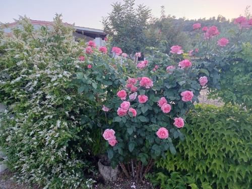 Outdoor Pictures 7