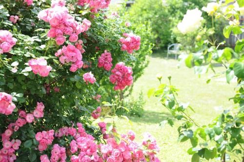 Outdoor Pictures 6