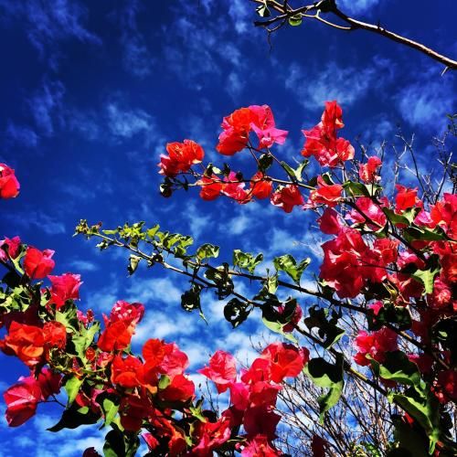 Tropical Breeze "Dushi Bida"