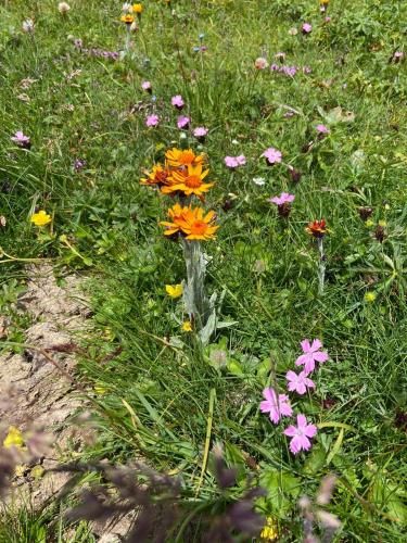 Outdoor Pictures 24