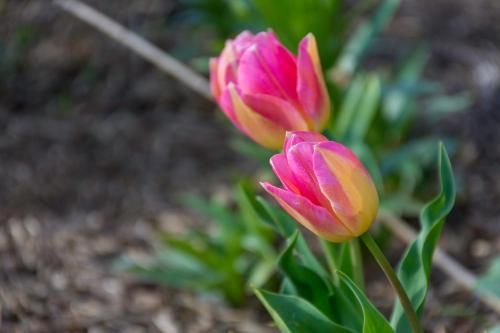 Outdoor Pictures 21