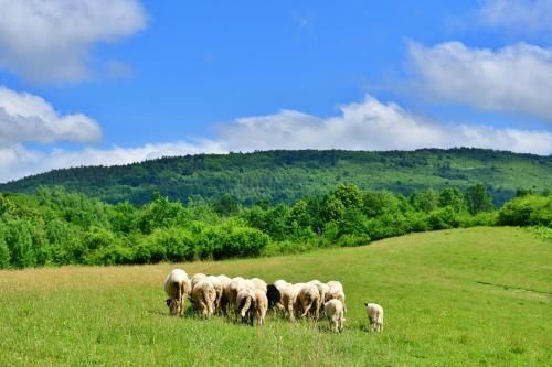 Outdoor Pictures 21