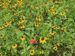 Outdoor Pictures 24