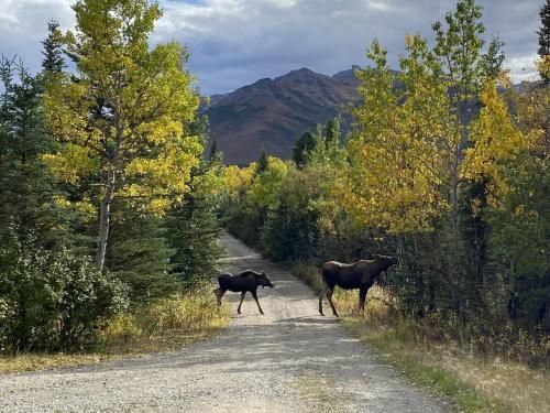 Denali Nightly House Rentals