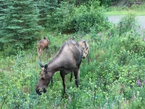 Denali Luxury King Studio Suite w/all amentities and Spectacular Views