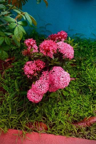 Outdoor Pictures 16