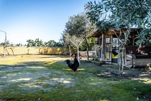 Outdoor Pictures 22