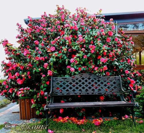 Outdoor Pictures 12