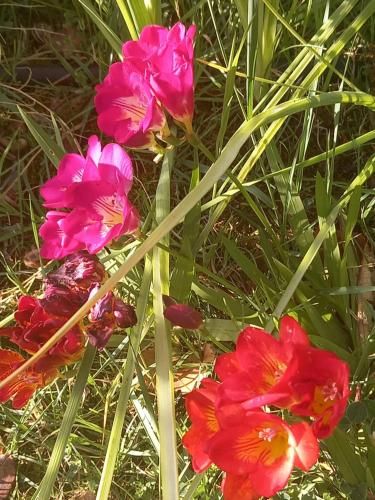 Outdoor Pictures 15