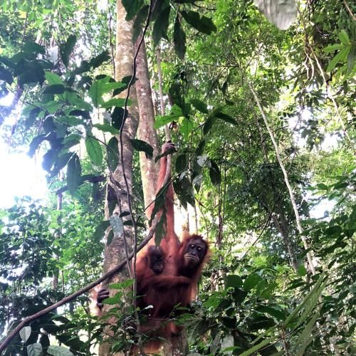 Thomas' Retreat Bukit Lawang