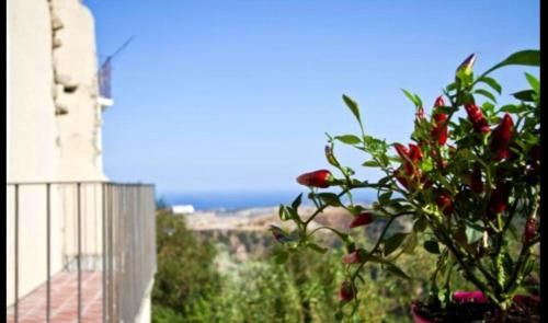 Outdoor Pictures 7