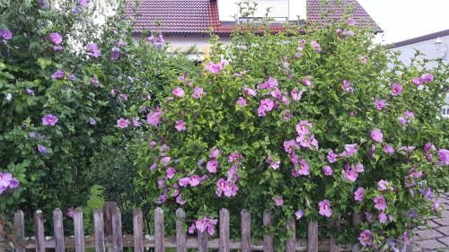 Outdoor Pictures 21