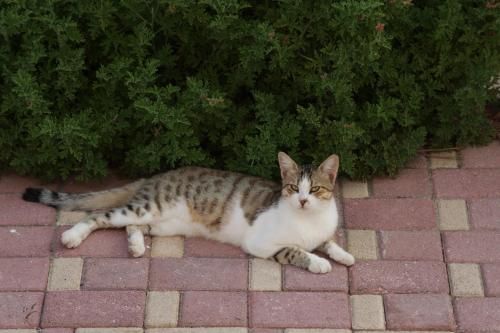 Outdoor Pictures 13