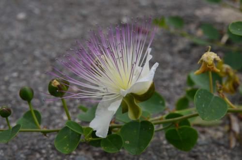 Outdoor Pictures 7