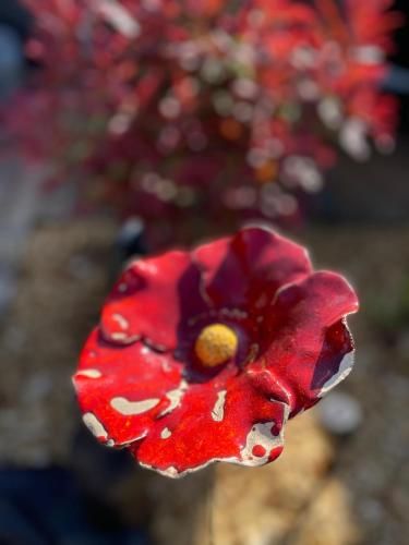 Outdoor Pictures 7