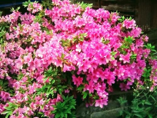 Outdoor Pictures 9