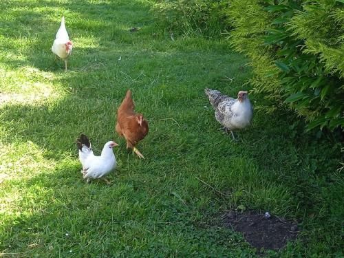 Outdoor Pictures 17