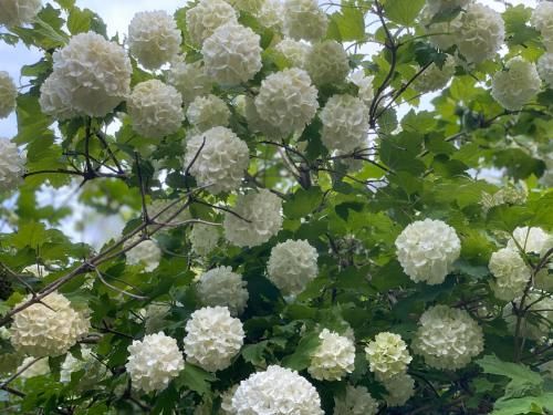 Outdoor Pictures 20