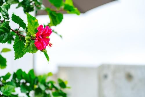 Outdoor Pictures 5