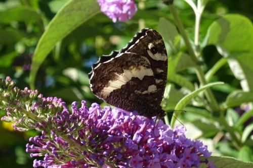 Outdoor Pictures 24