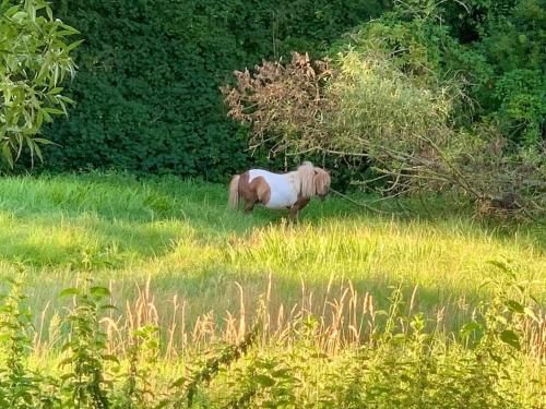 Outdoor Pictures 21