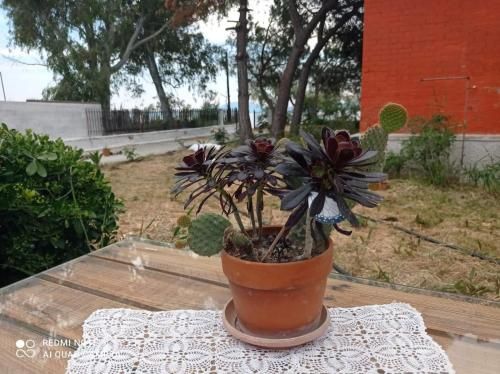 Outdoor Pictures 9