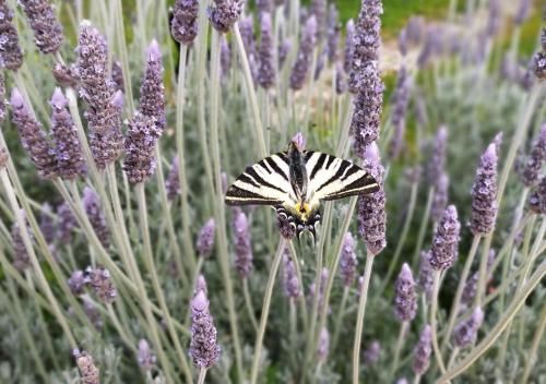 Outdoor Pictures 24