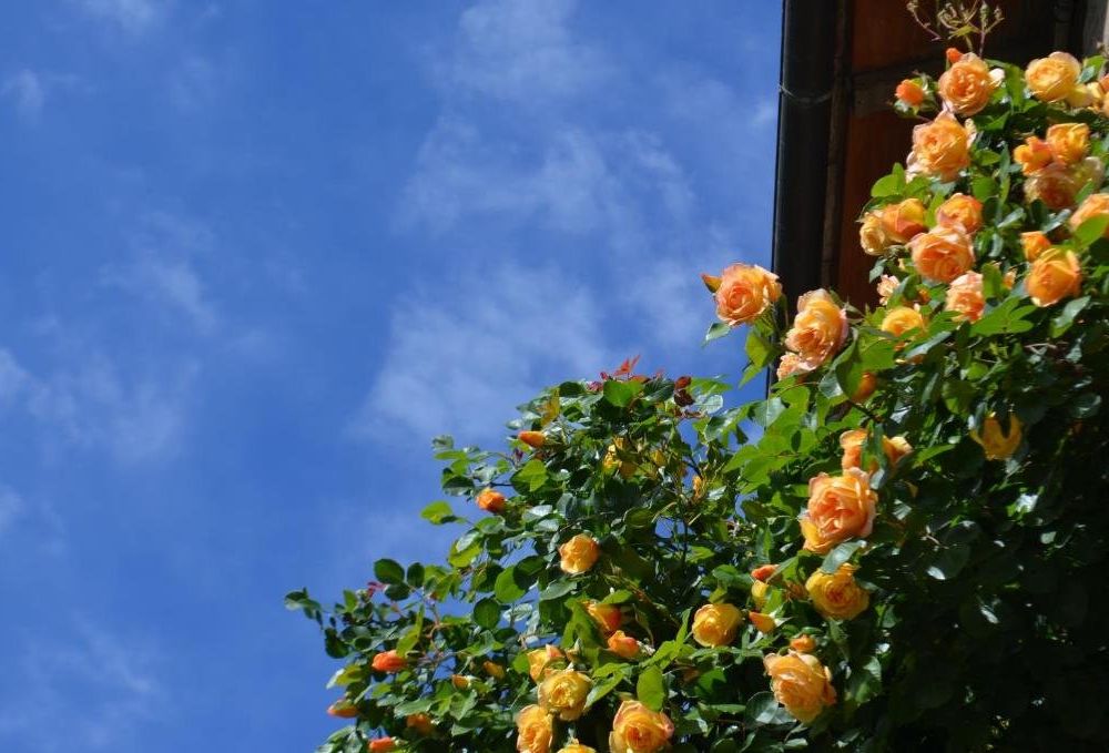 Outdoor Pictures 20