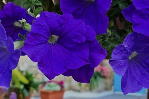 Outdoor Pictures 7