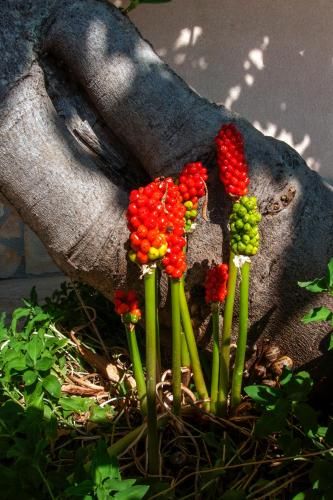 Outdoor Pictures 14