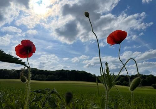 Outdoor Pictures 23