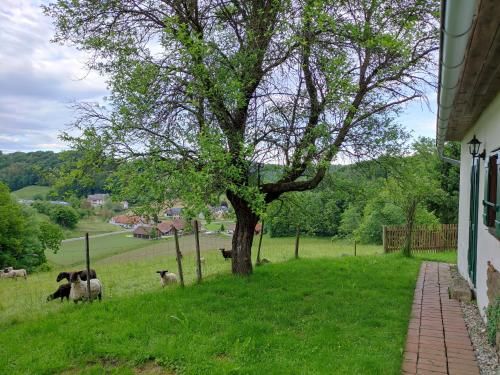 Outdoor Pictures 12