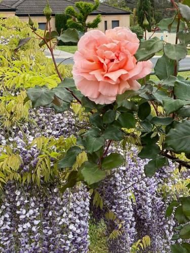 Outdoor Pictures 20