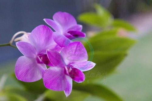 Outdoor Pictures 24