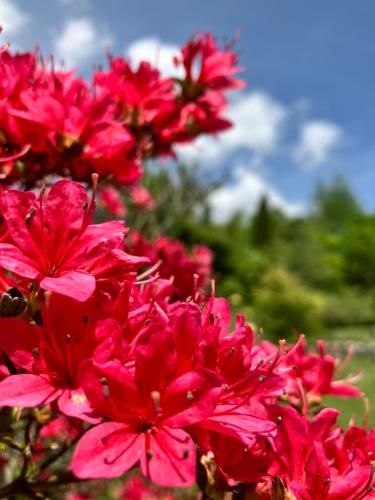 Outdoor Pictures 15
