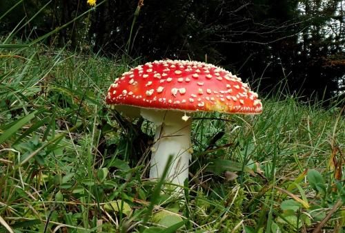 Outdoor Pictures 15