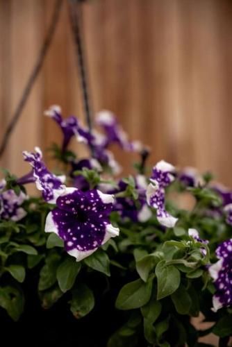 Outdoor Pictures 20
