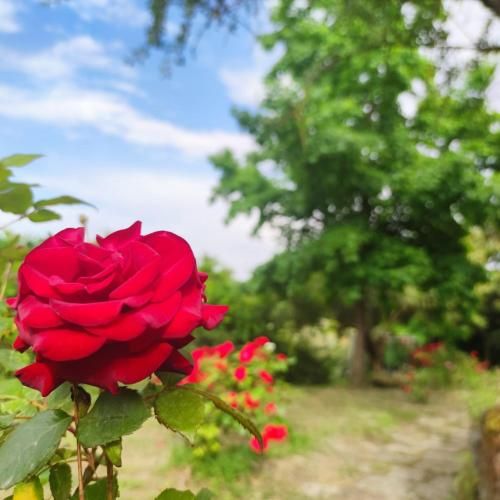 Outdoor Pictures 3