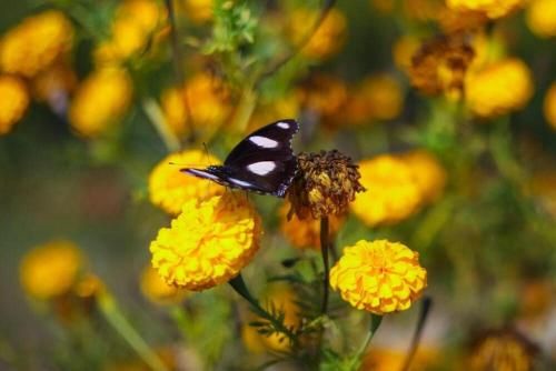 Outdoor Pictures 20