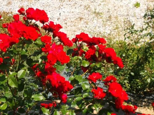 Outdoor Pictures 20