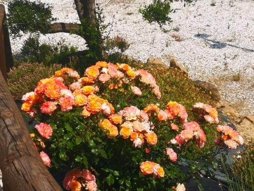Outdoor Pictures 23