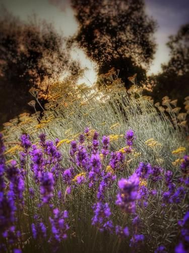 Outdoor Pictures 9