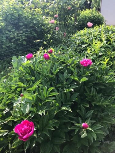 Outdoor Pictures 15