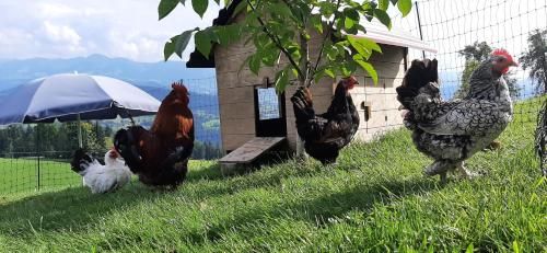 Outdoor Pictures 21