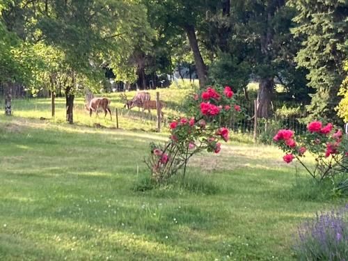 Outdoor Pictures 14