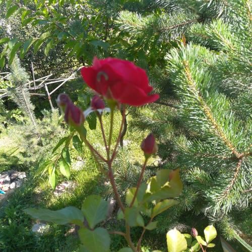 Outdoor Pictures 7