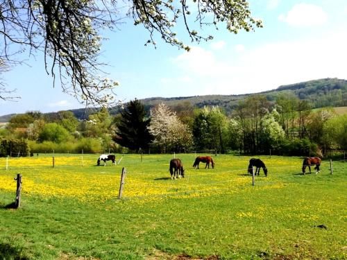 Outdoor Pictures 17